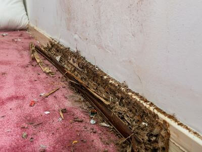 About Black Mold Removal Coppell - black mold removal experts in Coppell