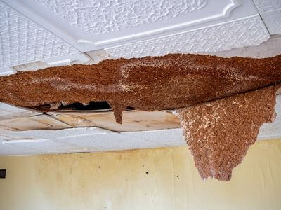 Professional black mold removal services in Coppell - Black Mold Removal Coppell